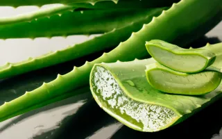 Beneficios-del-aloe-vera